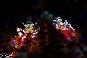 Two Coleman’s Shrimps with double dotted snoot by Jacek Bugajski 